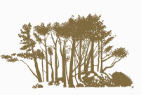 A Ridge of Trees, Point Pleasant Park thumb