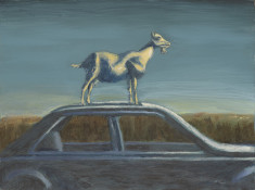 Goat on Car thumb