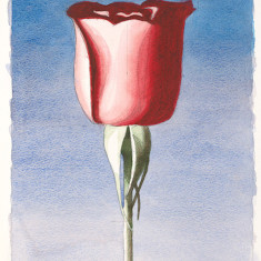 Red Rose Standing thumb