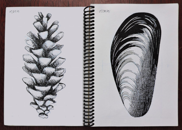 Pine Cone and Shell large